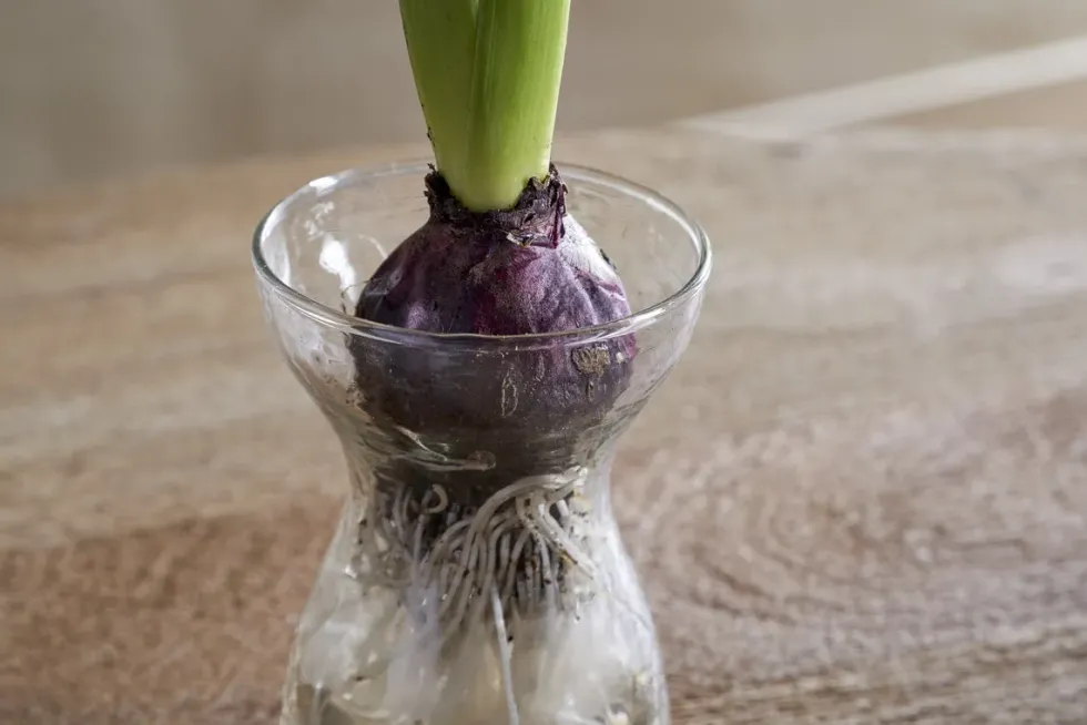 Enir Hyacinth Vase - Clear